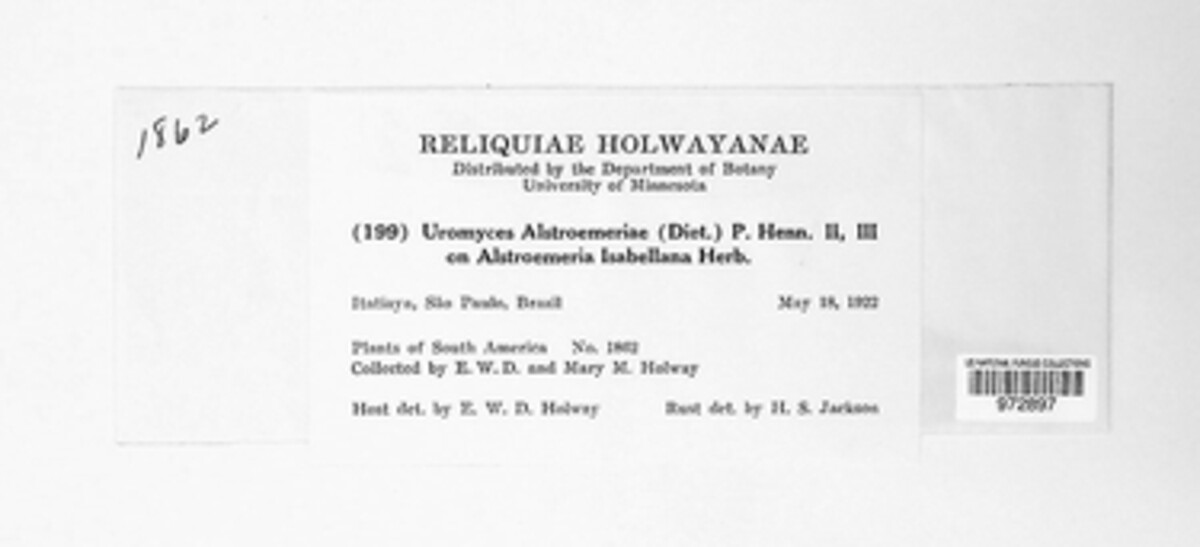 Uromyces alstroemeriae image